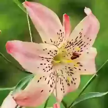 Corsage